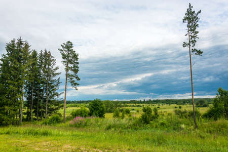 Summer landscape with medicinal grass Ivan-tea, average strip of Russia.