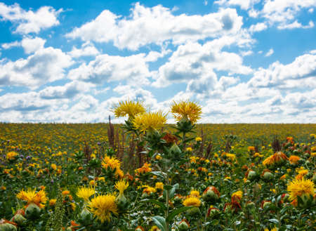 Bright yellow flowers on a large field on a Sunny day.の写真素材