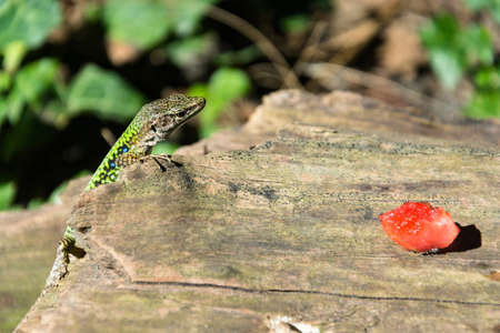 Beautiful lizard and a bright red slice of watermelon on a Sunny day.