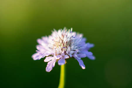 Bright beautiful flowers shot close up with blurred background.の写真素材