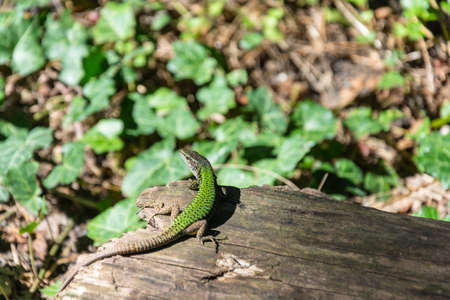 Beautiful elegant lizard on the background of an old tree trunk. の写真素材