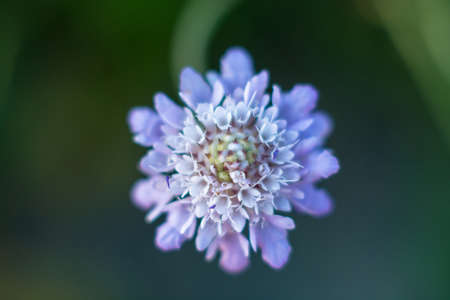 Bright beautiful flowers shot close up with blurred background.の写真素材
