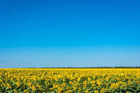 Large field of sunflowers in summer Sunny day.の写真素材