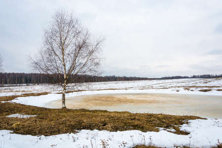 Beautiful spring landscape with birch trees in a gloomy March day.の写真素材