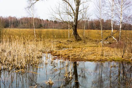 Beautiful spring landscape on an overcast April day with a yellow field and water.の写真素材