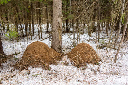 Two small anthill in the spruce forest in March day.の写真素材