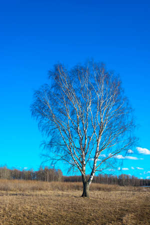 Beautiful spring landscape with lonely birch on a clear Sunny day.の写真素材