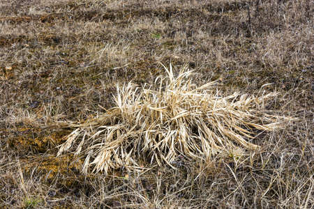 Big Bush of last year's faded grass in a Sunny April day.