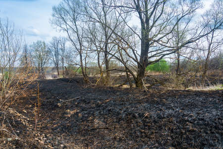 Large area scorched black burnt grass in spring day.の写真素材
