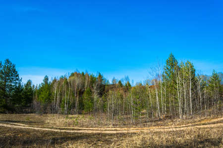Beautiful spring landscape with forest road day in may day.の写真素材