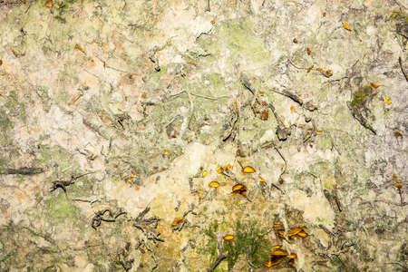The fabulous texture of the earth with small roots and orange-yellow mushrooms.の写真素材