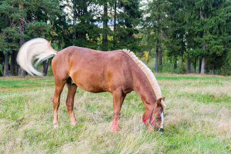 Slim beautiful horse eating grass in the pasture on a summer day.の写真素材