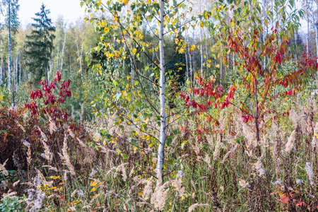 Young trees in colors of red, yellow, orange, green leaves.の写真素材
