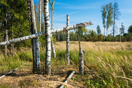 Broken white trunks of birches against the blue sky on a Sunny day.の写真素材