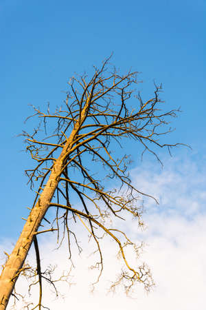 Brown trunk of dead tree against the blue sky and clouds.