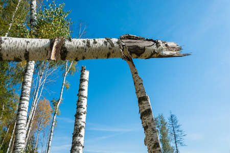 Broken white trunks of birches against the blue sky on a Sunny day.の写真素材