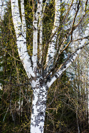 Branched birch trunk with the young light green leaves in Sunny spring day.の写真素材