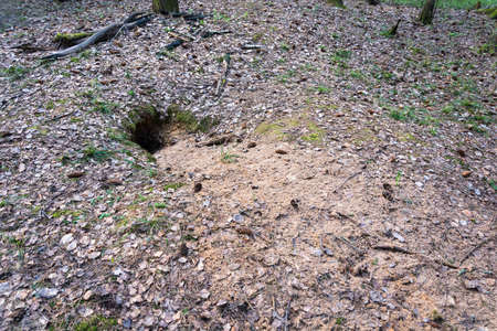 Large Fox hole that I was trying to get the dog, throwing the sand. の写真素材