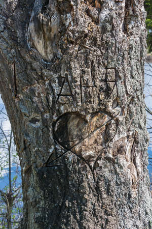 On the old tree trunk carved heart pierced by an arrow and the name of Anya. の写真素材