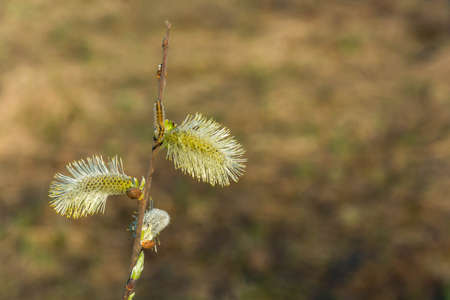 The small branch with buds blossoming, crawling little worm.