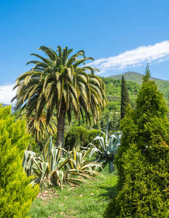 Beautiful spring landscape in Abkhazia on a clear Sunny day.の写真素材