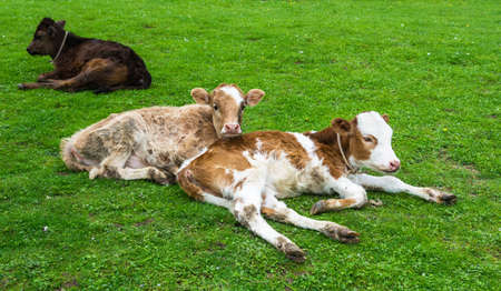 Three of the calf resting on the green lawn on a spring day. Abkhazia. 