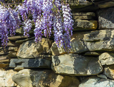 Beautiful lilac flowers on a background of a stone wall in Sunny day. Abkhazia.の写真素材