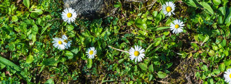 Beautiful bright white daisies and a stone on a background of green plants.の写真素材