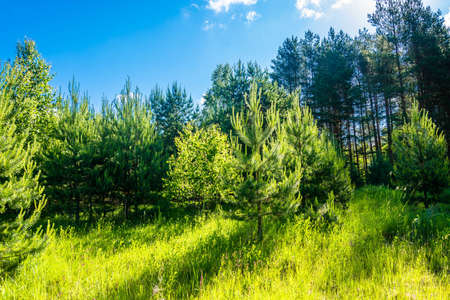 Silver-green young pines in the bright backlighting on a summer day.の写真素材