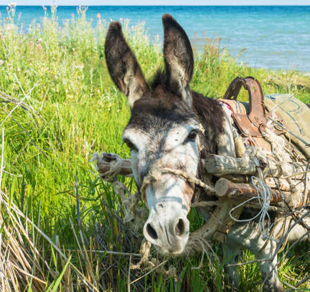 A cute little donkey on the shore of lake Issyk-Kul on a Sunny summer day.の写真素材