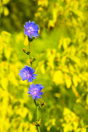 Beautiful blue chicory flower on a bright yellow background.