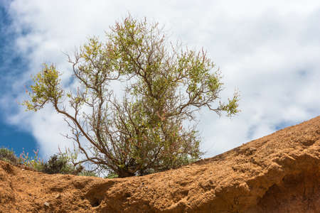 Green Bush on a background of sky and orange of the earth, Aeolian mountains, Kyrgyzstan.の写真素材