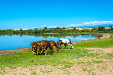 Horses grazing on the shore of Issyk-Kul lake in summer Sunny day, Kazakhstan.の写真素材