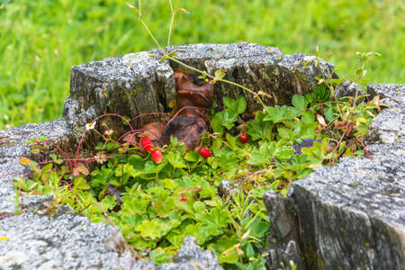 Red strawberries growing in old rotten tree stump, photographed close-up.の写真素材
