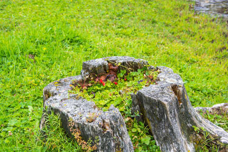 Red strawberries growing in old rotten tree stump, photographed close-up.の写真素材