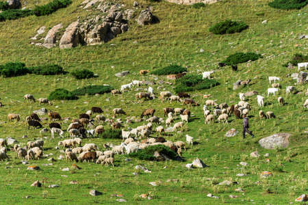 Large flock of sheep on a green mountain slope in summer Sunny day, Kyrgyzstan.の写真素材