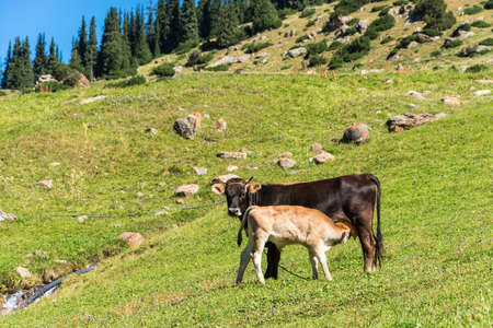 Landscape with a cow and a calf on pasture in summer Sunny day, Kyrgyzstan.の写真素材
