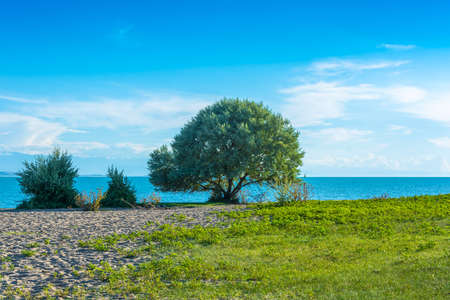 Large green tree on the blue Lake Issyk-Kul, Kyrgyzstan.の写真素材