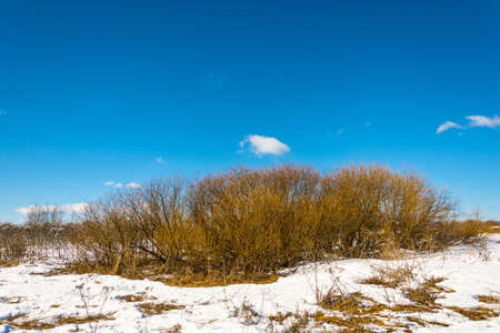 Orange bushes on the background of blue sky in Sunny spring day.の写真素材