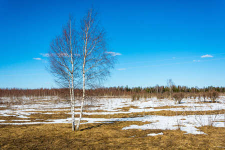 Beautiful spring landscape in the Central part of Russia on a Sunny day.の写真素材