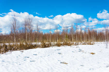 Beautiful spring landscape in the Central part of Russia on a Sunny day.の写真素材