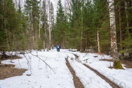 A small group of tourists walking through the spring woods, where it sometimes lies white snow.の写真素材