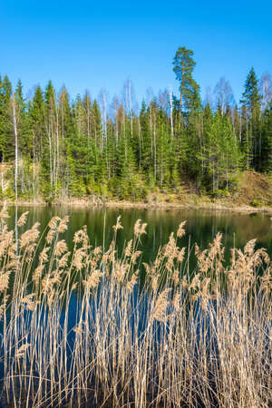 Beautiful small forest lake in the may Sunny day.の写真素材