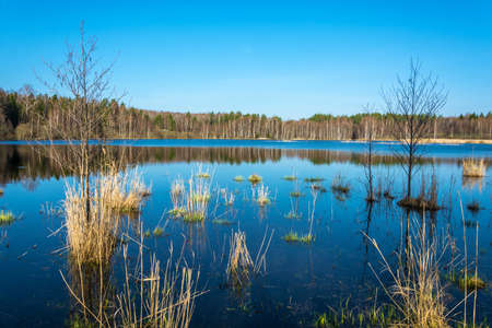 A small forest lake in the early morning in Sunny weather.