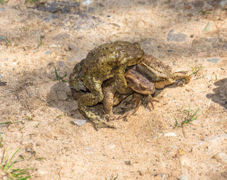 Mating frogs on the ground in the warm spring.の写真素材