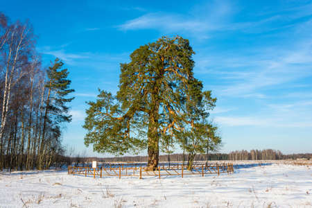 Lonely ancient 500 year old branchy pine tree on the outskirts of the village Alferovo Teykovo district of Ivanovo region, Russia.の写真素材