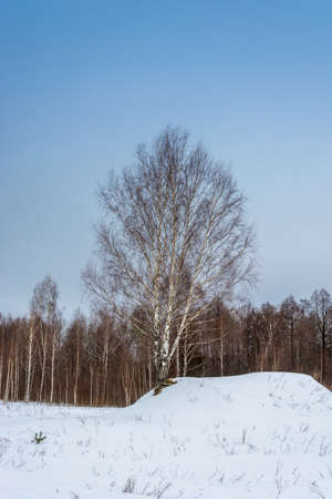 Lonely birch on a snowy hill against a blue sky.の写真素材