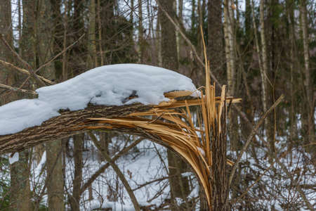 Broken trunk of a small tree covered with snow on the background of unsharp wood.の写真素材