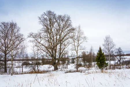 Beautiful winter landscape on a cloudy overcast day, Russia.の写真素材