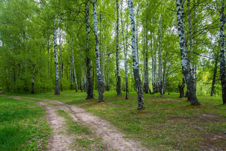 The forest road towards the beautiful birch grove on a spring day.の写真素材